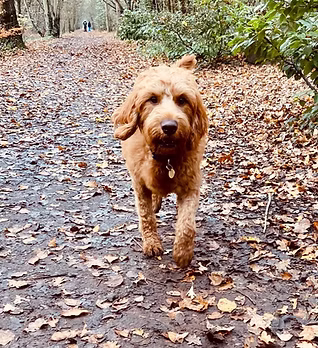 solo walk.jpg